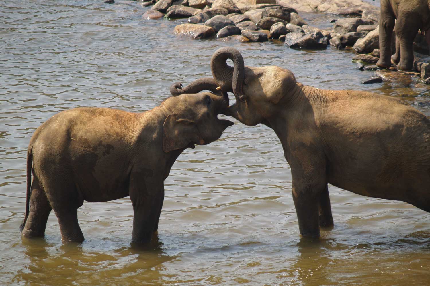 sri lankan tours, asian elephants