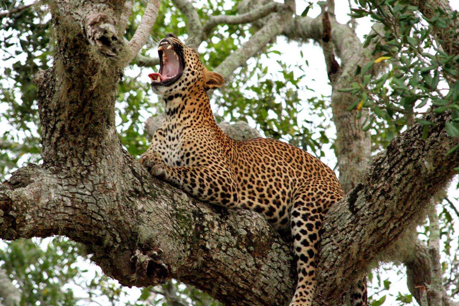 sri lankan tours, Sri Lankan tiger, Sri Lankan Leopard